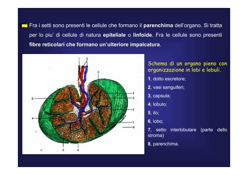 cellule - Fisiokinesiterapia.biz