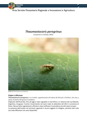 Thaumastocoris peregrinus - Regione Lazio