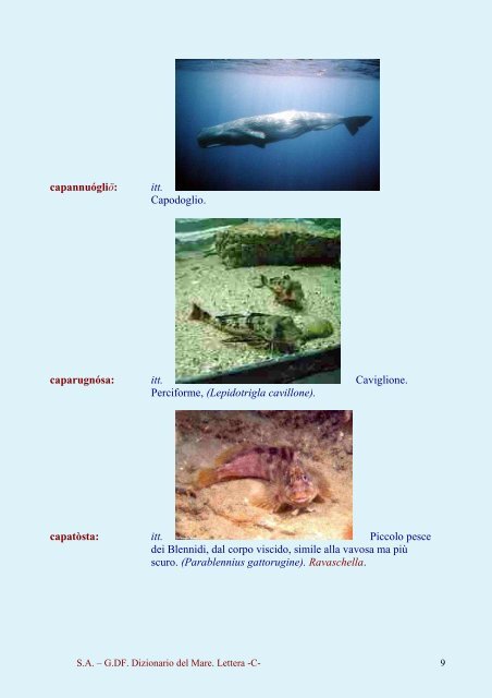 Dizionario del Mare Dizionario del Mare - C - Vesuvioweb