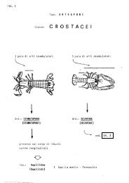 Guida alla classificazione Crostacei, Molluschi e Pesci