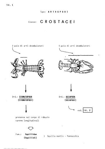 Guida alla classificazione Crostacei, Molluschi e Pesci