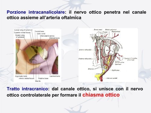 Nervo ottico e vie ottiche - Studio Oculistico dott. Amedeo Lucente