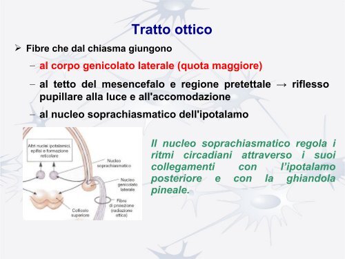 Nervo ottico e vie ottiche - Studio Oculistico dott. Amedeo Lucente