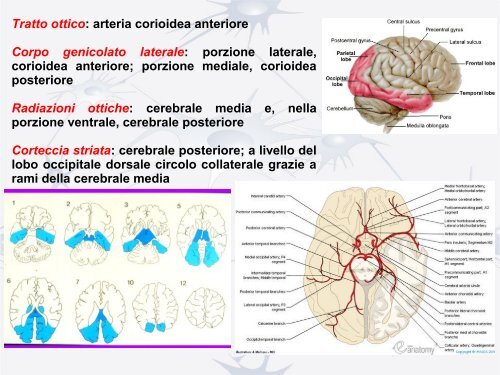 Nervo ottico e vie ottiche - Studio Oculistico dott. Amedeo Lucente