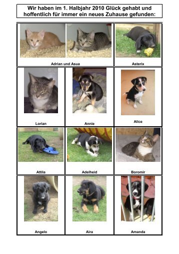Vermittelte Tiere im Jahr 2010 - 1. Halbjahr - Tierheim Itzehoe