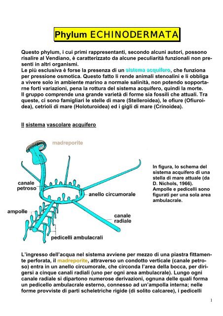 10.08 Echinodermi - Scienze della terra