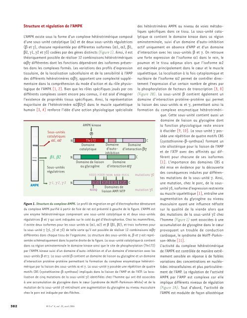 Régulation du métabolisme énergétique par l'AMPK. Une ... - Inserm