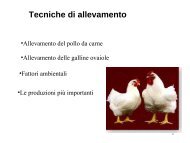 Allevamento del pollo da carne