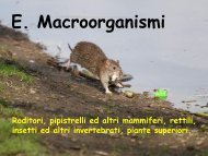 E. Macroorganismi