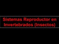 Sistemas Reproductor en Invertebrados (Insectos)