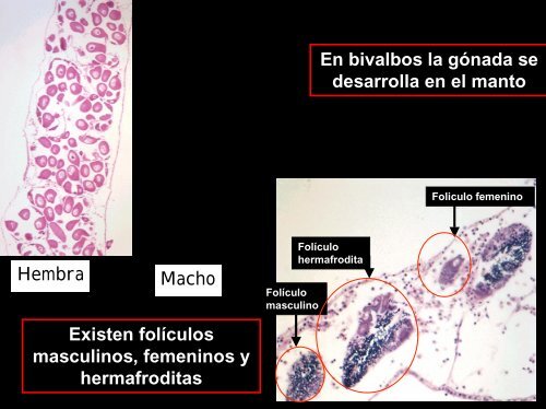 Sistemas Reproductor en Invertebrados (Insectos)