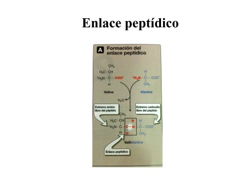 Estructura primaria de las proteínas