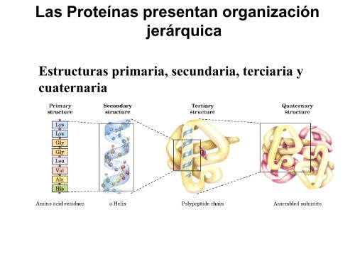 Estructura primaria de las proteínas
