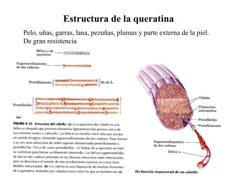 Estructura primaria de las proteínas