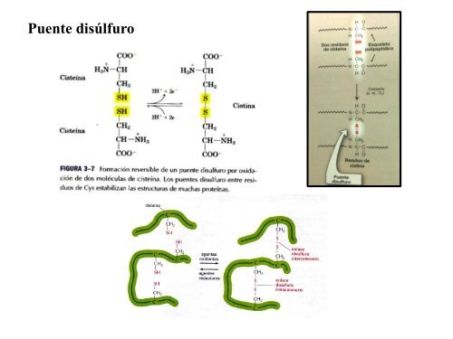 Estructura primaria de las proteínas