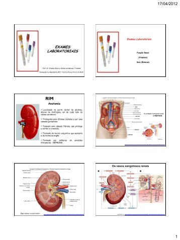 Fisiologia Renal