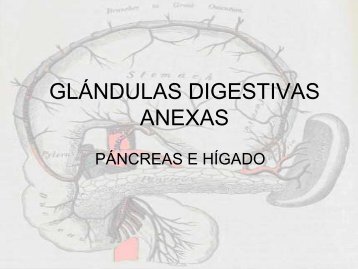 GLÁNDULAS DIGESTIVAS ANEXAS