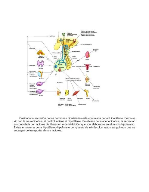 Sistema neuroendocrino y actividad física - VIREF - Biblioteca ...
