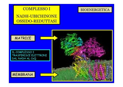 BIOENERGETICA - dispa