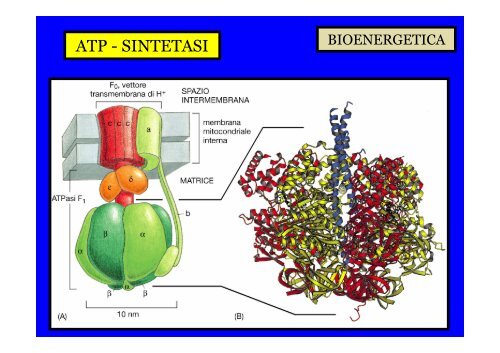 BIOENERGETICA - dispa