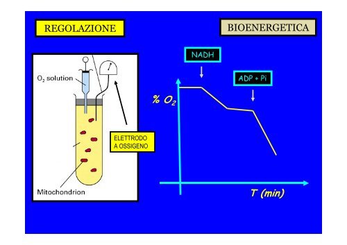 BIOENERGETICA - dispa