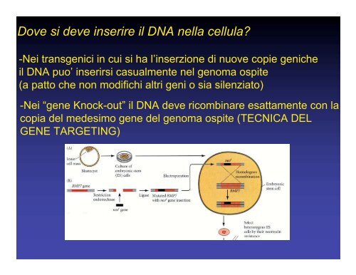 Che significa animale transgenico o animale Knock- out??? Che ...