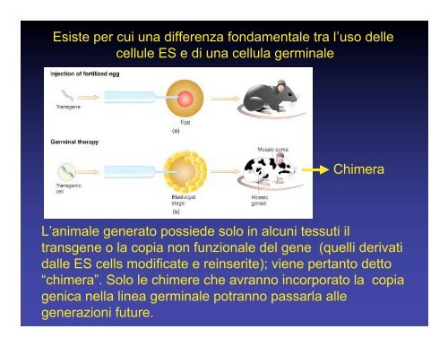 Che significa animale transgenico o animale Knock- out??? Che ...