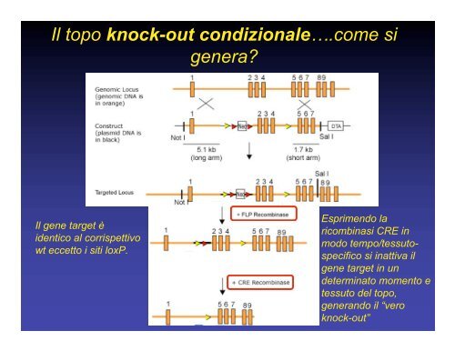 Che significa animale transgenico o animale Knock- out??? Che ...