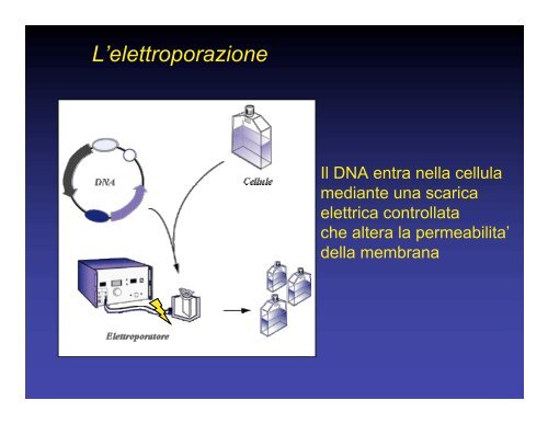 Che significa animale transgenico o animale Knock- out??? Che ...