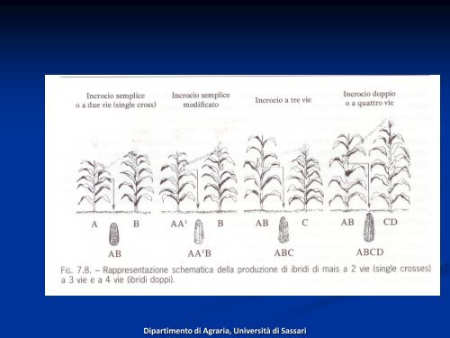 Mais - Associazione Studenti di Agraria IAAS Sassari