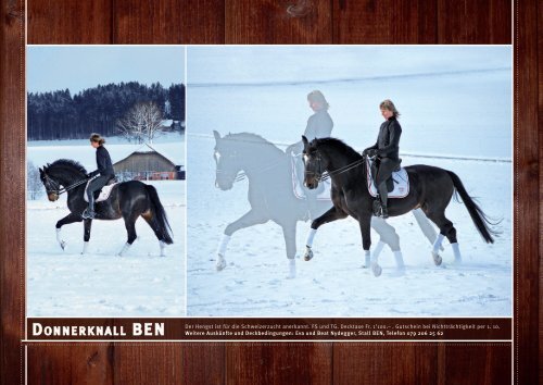 DONNERKNALL BEN - Horses.ch
