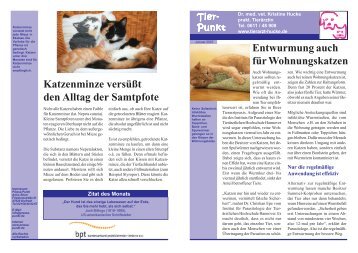 Katzenminze - Tierarztpraxis Dr. Kristine Hucke