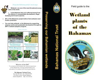 What is a wetland? - The Bahamas National Trust