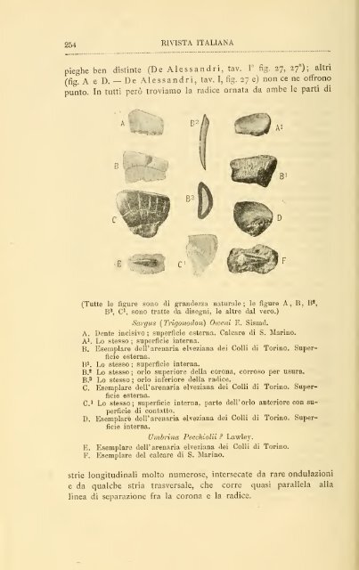 Rivista italiana di paleontologia e stratigrafia