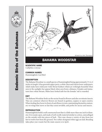 Bahama Woodstar Hummingbird Fact Sheet - The Bahamas ...