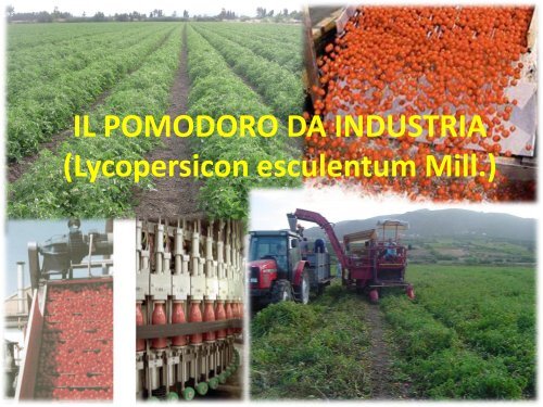 Pomodoro da industria