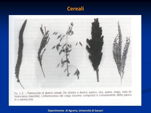 Cereali - Associazione Studenti di Agraria IAAS Sassari