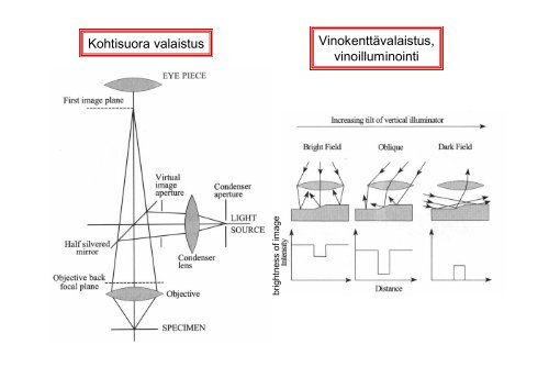 2.2. Optinen mikroskopia