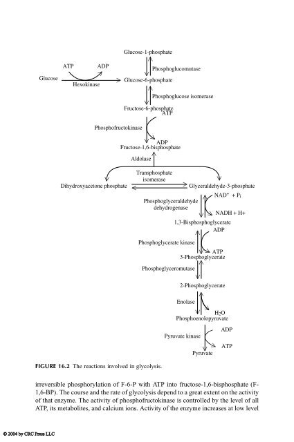 Chemical and Functional Properties of Food Saccharides