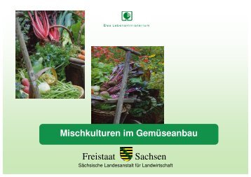 Mischkulturen im Gemüseanbau. - Landwirtschaft in Sachsen ...