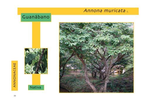 Árboles del Bosque Seco Tropical en el área - Fundación ...