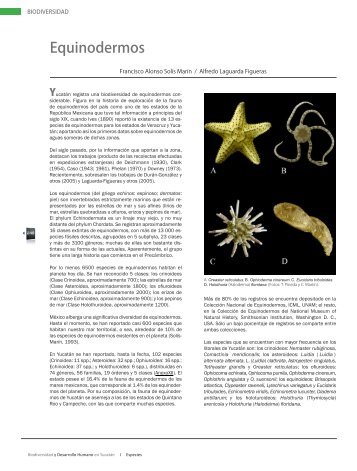 Equinodermos. Formato PDF - CICY