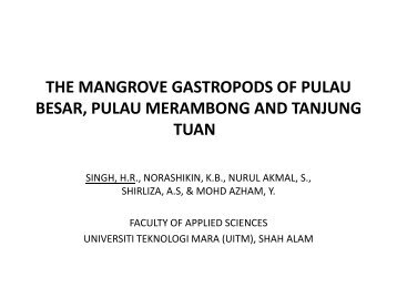 Pembentangan 18 : The Mangrove Gastropods Of Pulau Besar ...