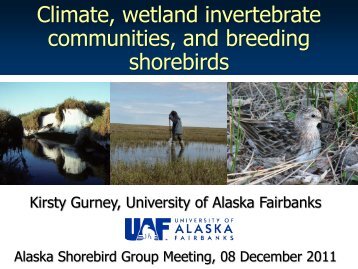 Climate, wetland invertebrate communities, and breeding shorebirds