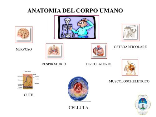 Cenni Anatomia Umana e Principali Patologie - Fraternita di ...