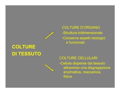 Colture cellulari: metodiche di base ed applicazioni Colture cellulari ...