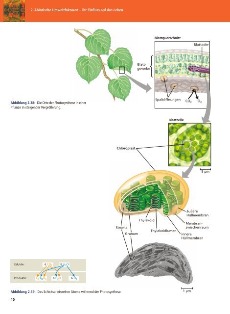 Ökologie - Biologie für die Oberstufe 