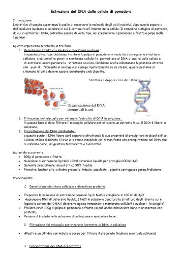 Estrazione del DNA dalle cellule di pomodoro - Chimicapratica ...