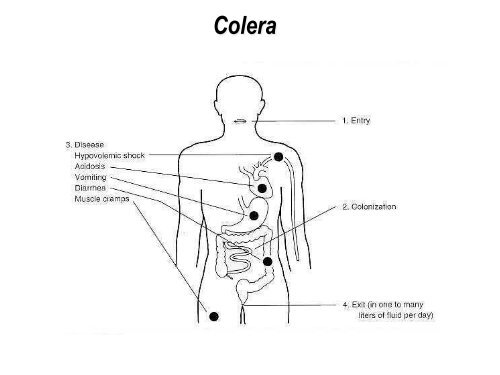 Corso CRI - Formazione - Home Page Documentazione e Slides dei ...