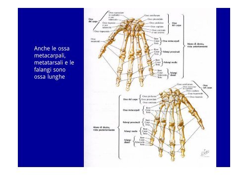 2012 osteoartromiologia 1 - I blog di Unica